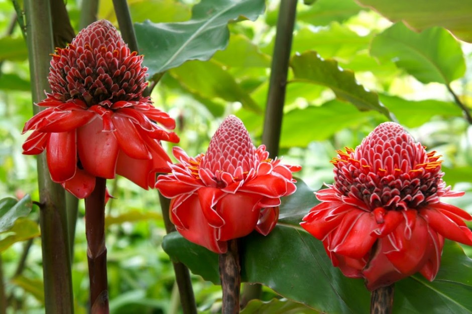 Les Fleurs de Martinique - Madinina l'île aux Fleurs