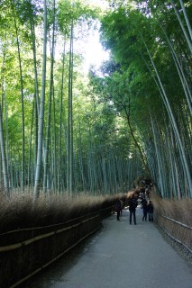 Forêt de bambous