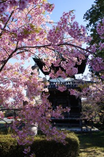 Pagode et cerisier en fleurs