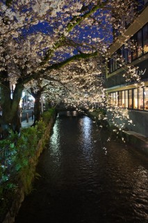 Kyoto et ses sakura