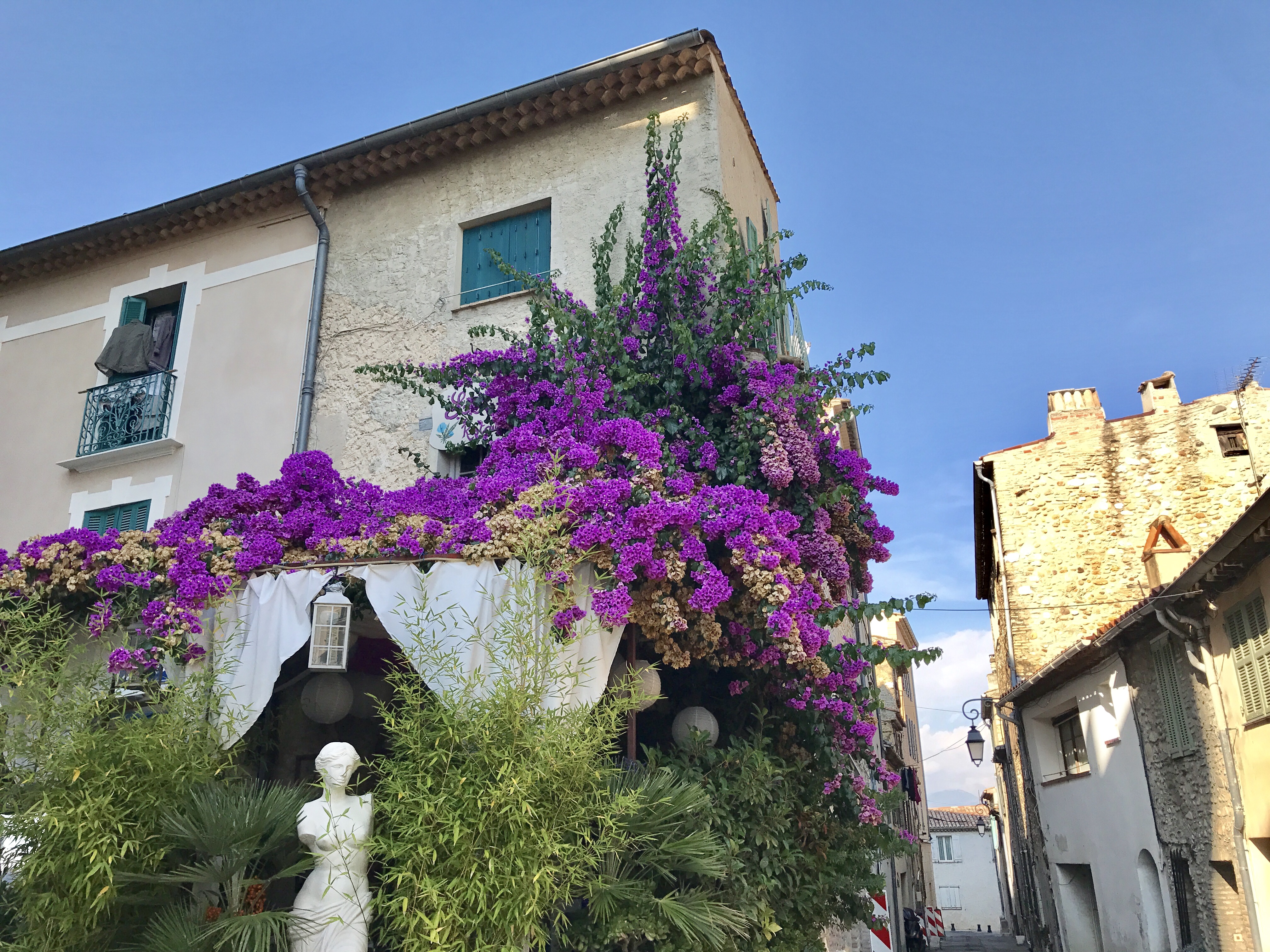 bougainvilier